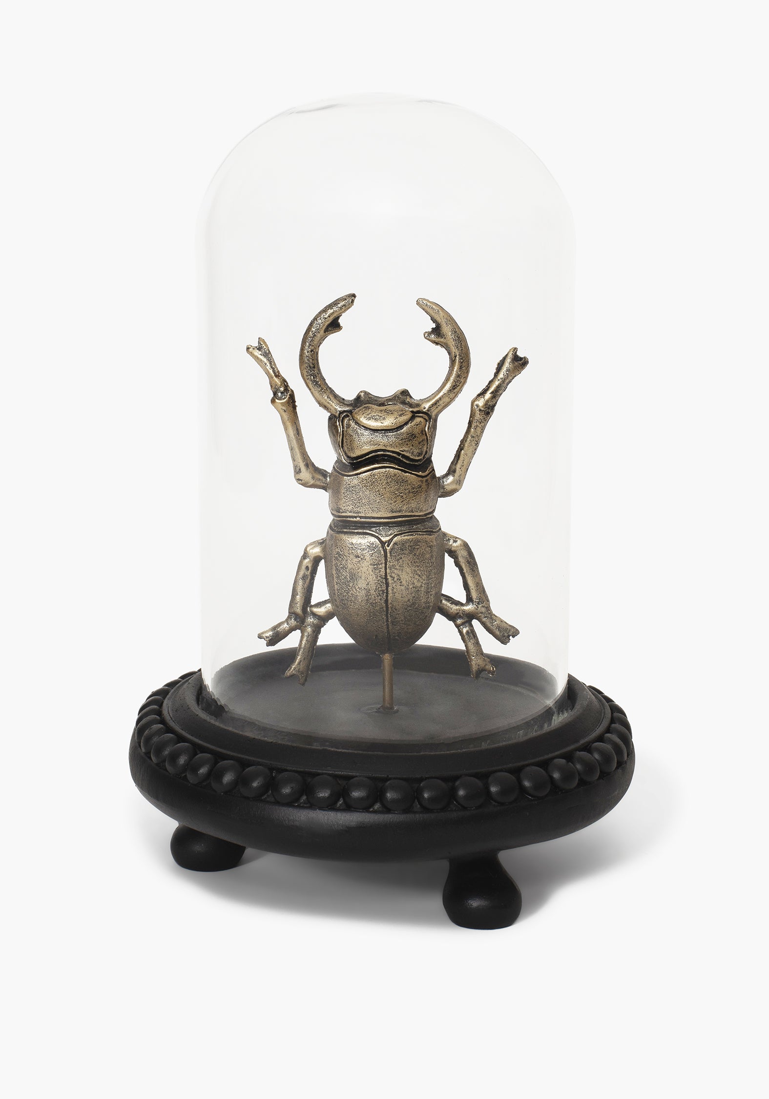 Lyra Bug in Jar