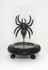 Arachne Spider in Jar