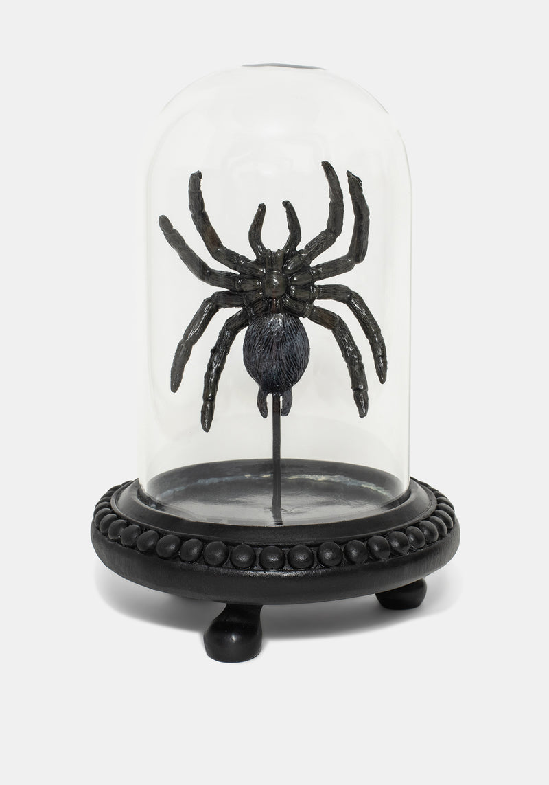 Arachne Spider in Jar