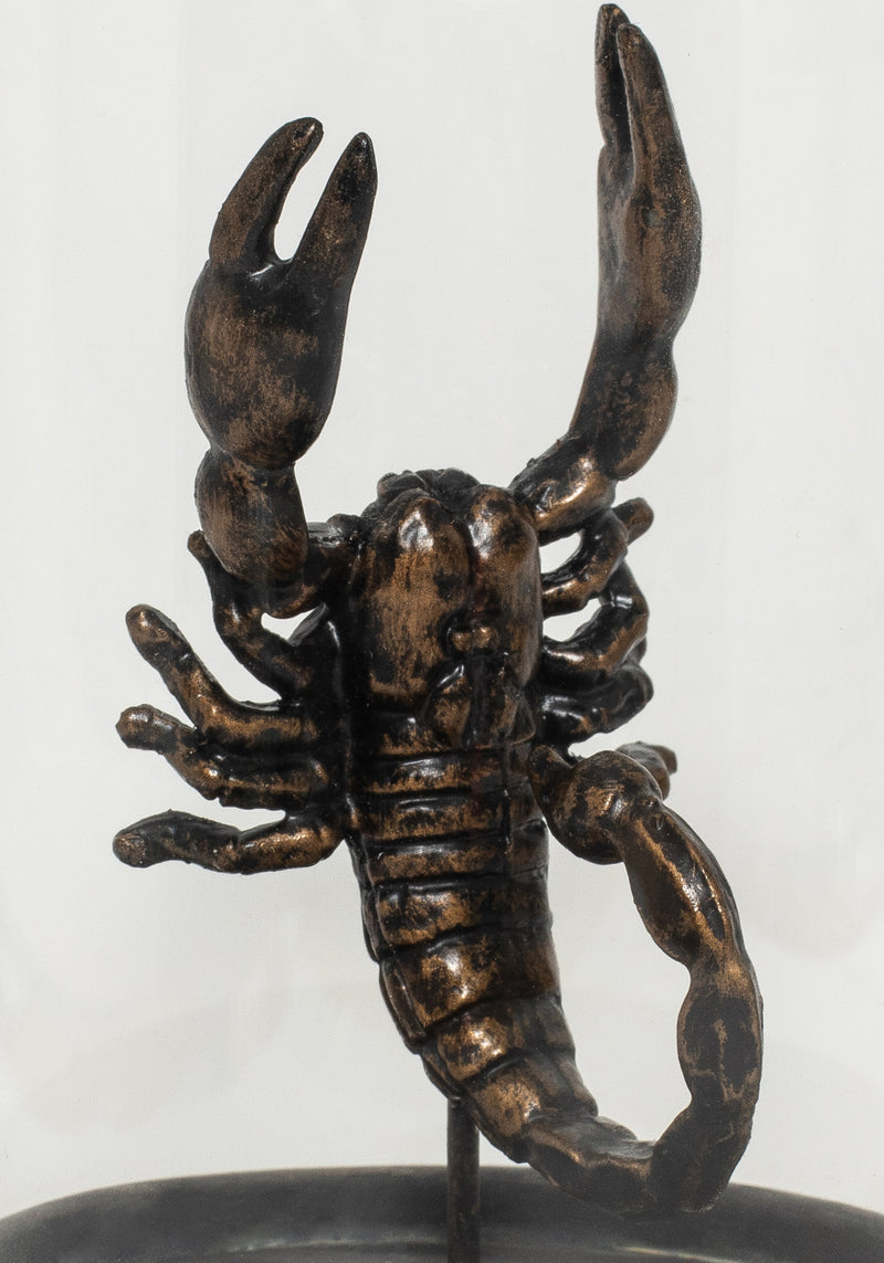 Skara Scorpion in Jar